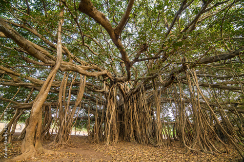 Tree of Life, Amazing Banyan Tree.. photo