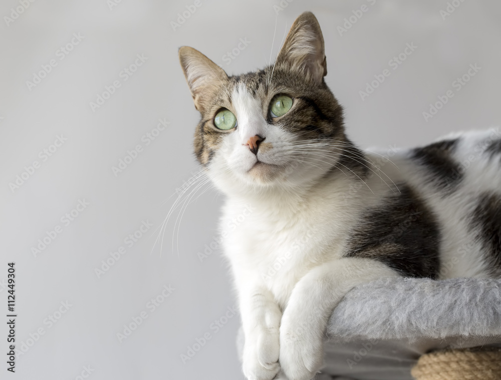 Fototapeta premium Kedi