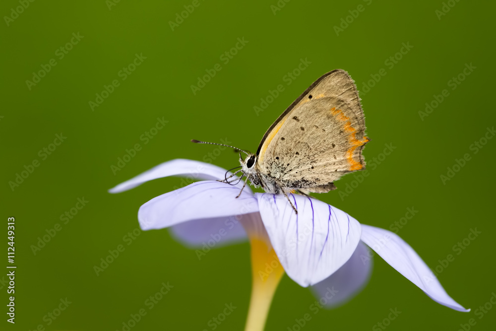 Obraz premium Kelebek