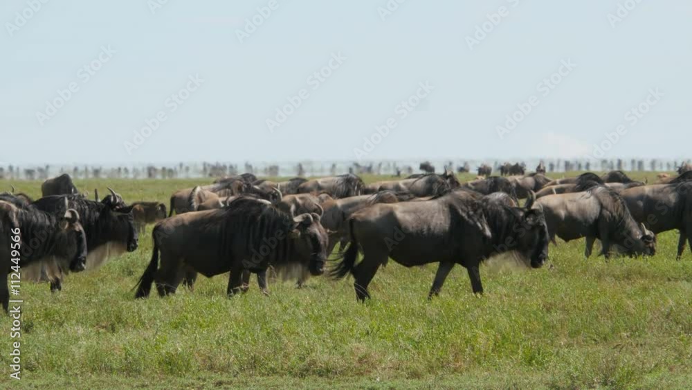 Huge amount of Wildebeests during migration in Serengeti national park Tanzania Huge amount of Wildebeests during migration in Serengeti national park Tanzania