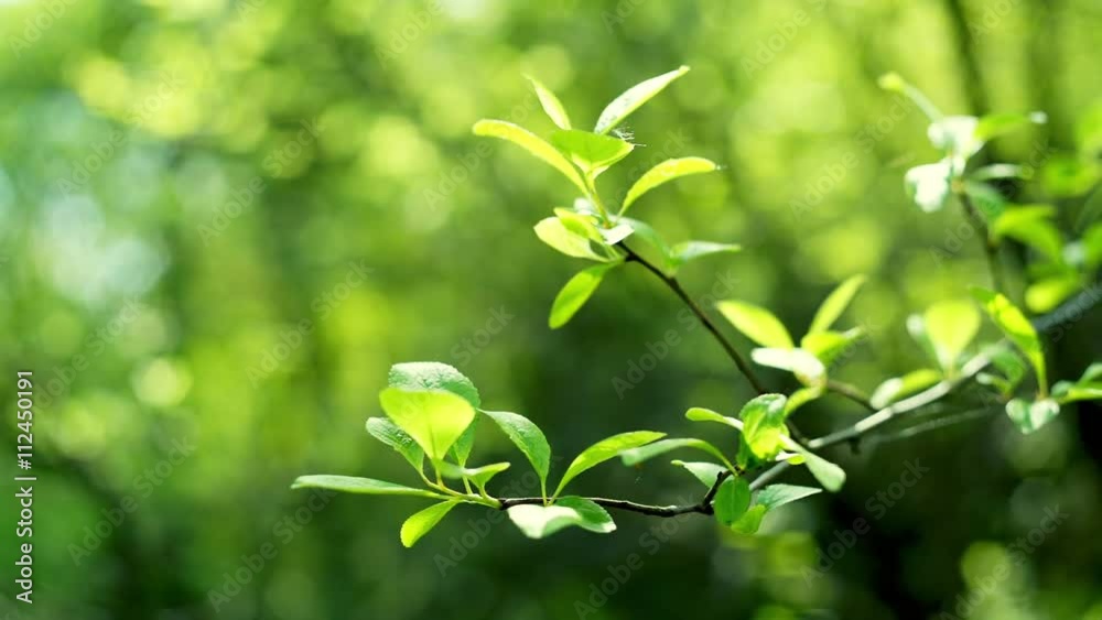 Green leaves backround. RAW video record. Green leaves backround. RAW video record.