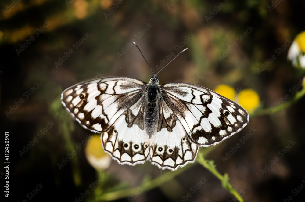 Fototapeta premium Kelebek