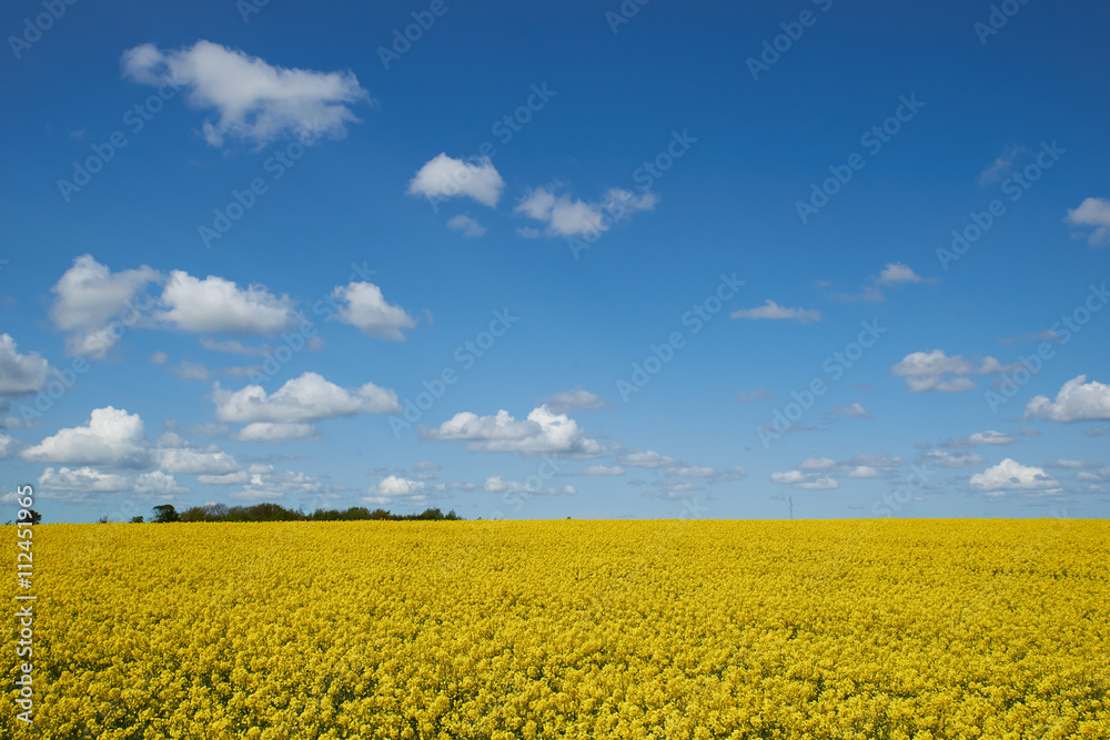 field of rapeseed under a blue sky and white clouds field of rapeseed under a blue sky and white clouds