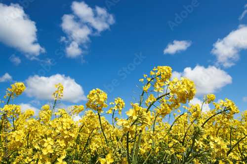 field of rapeseed flowers under a blue sky and white clouds