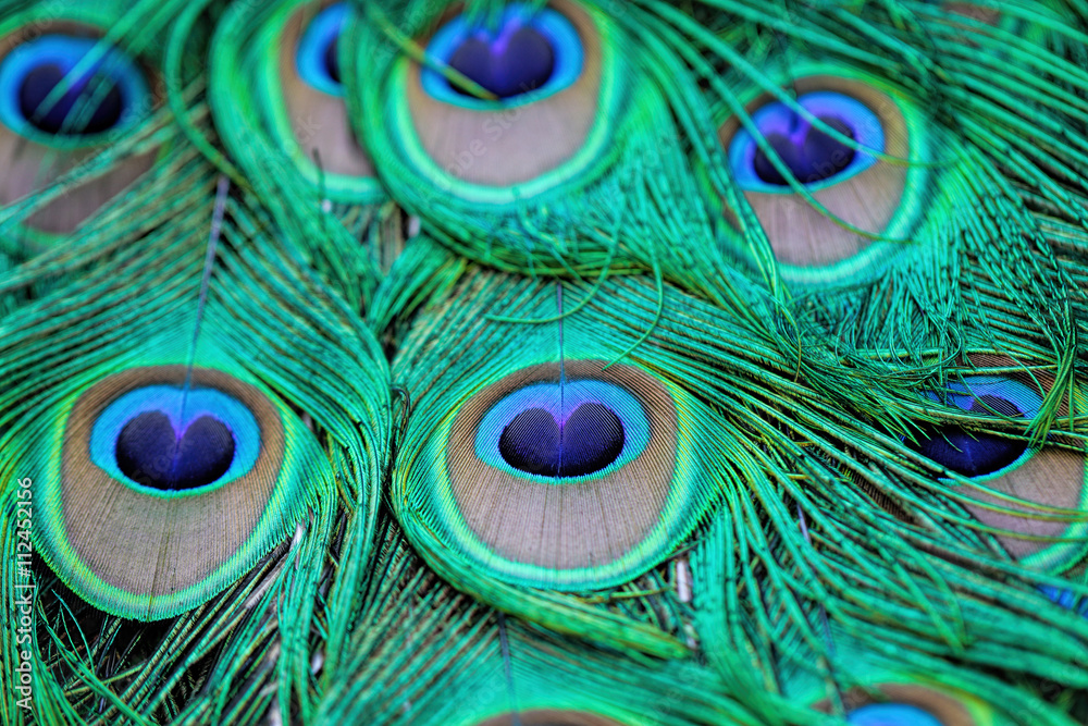Naklejka premium Extreme close-up details of an Indian male peacock (Pavo cristatus) tail quill feathers, selective focus.