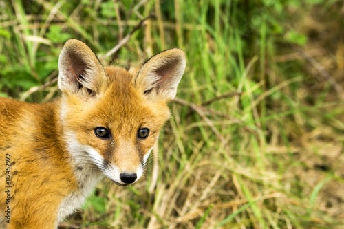 Gesicht eines kleinen Fuchses im Spreewald © Ronald Rampsch
