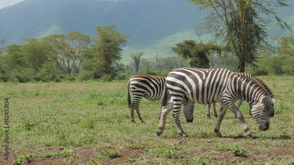 Zebras grazing in the Ngorongoro crater - Tanzania 4K Zebras grazing in the Ngorongoro crater - Tanzania 4K