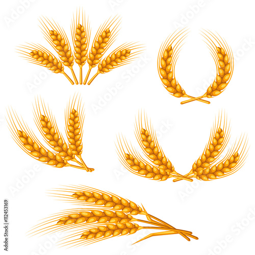 Design elements with wheat. Agricultural image natural golden ears of barley or rye. Objects for decoration bread packaging, beer labels