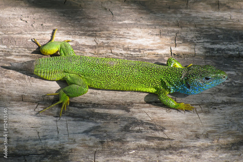 Lacerta viridis green lizard with a partially regenerated tail