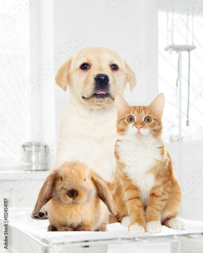 labrador puppy and kitten, looking