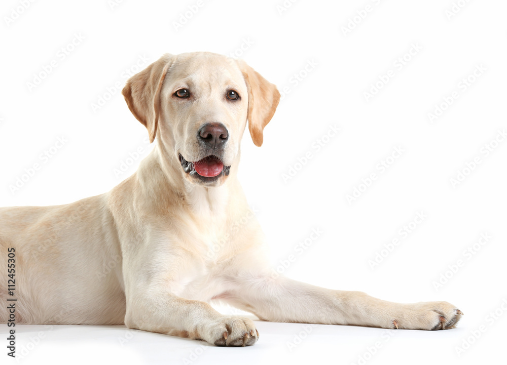 Cute Labrador dog sitting isolated on white Cute Labrador dog sitting isolated on white