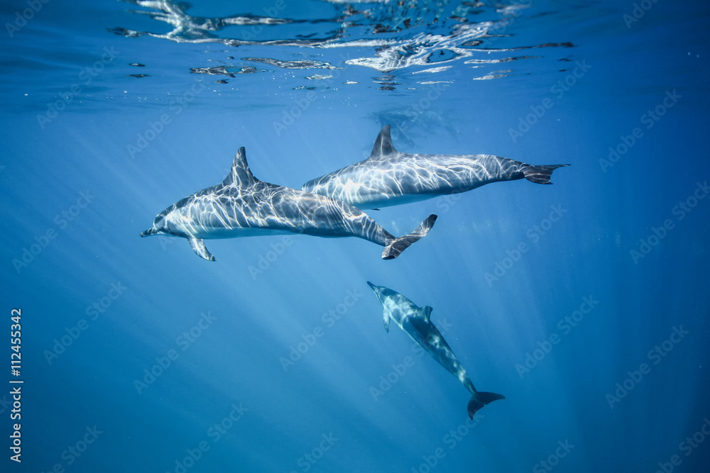 Naklejka premium Delfiny pływają w oceanie. Zdjęcie pod wodą