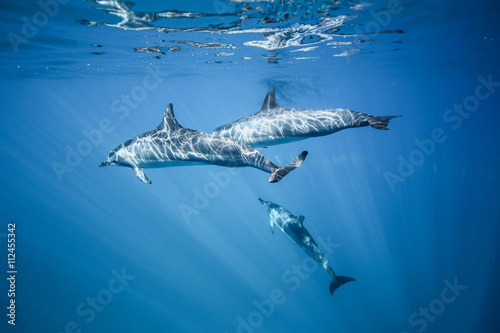 Fototapeta Dolphins swim in the ocean. Photo underwater