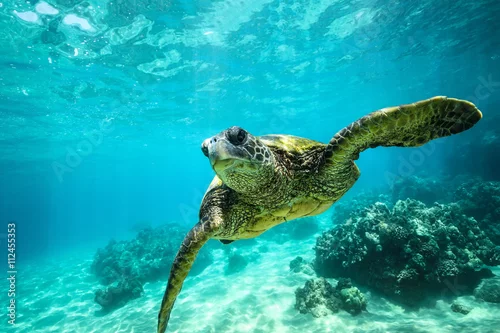Fototapeta samoprzylepna Gigantyczny żółwia zakończenie pływa podwodnego oceanu tło korale