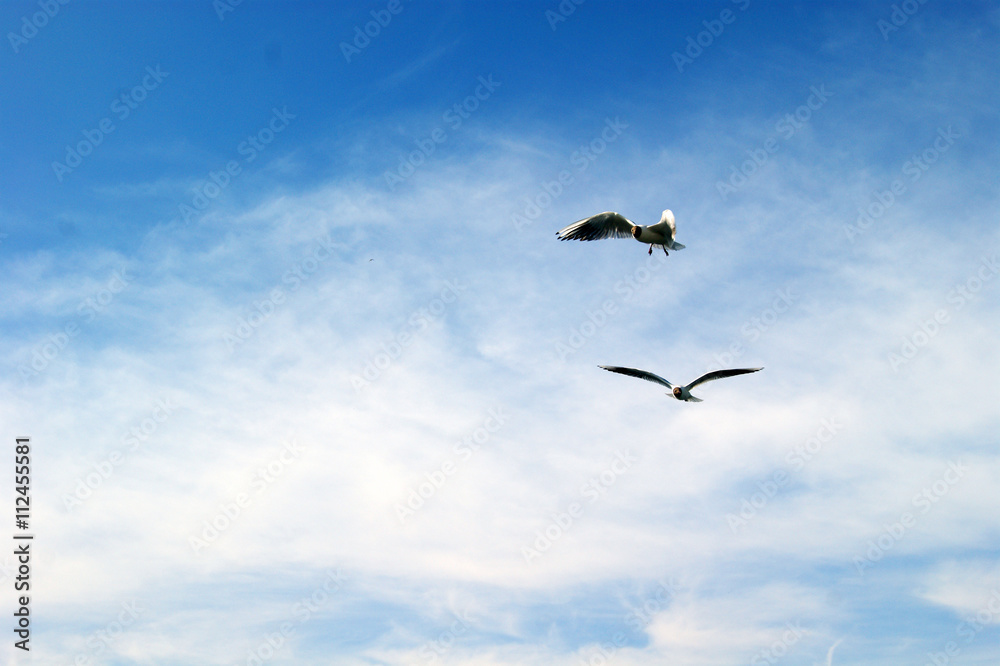 Seagull hovering in the air
