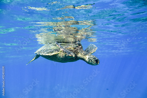 Turtle in the ocean under water