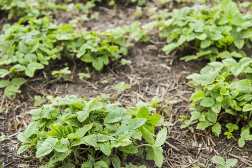 Green bushes of a strawberry