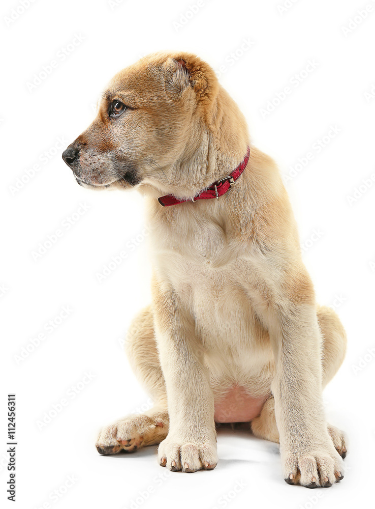 Central Asian Shepherd puppy isolated on white