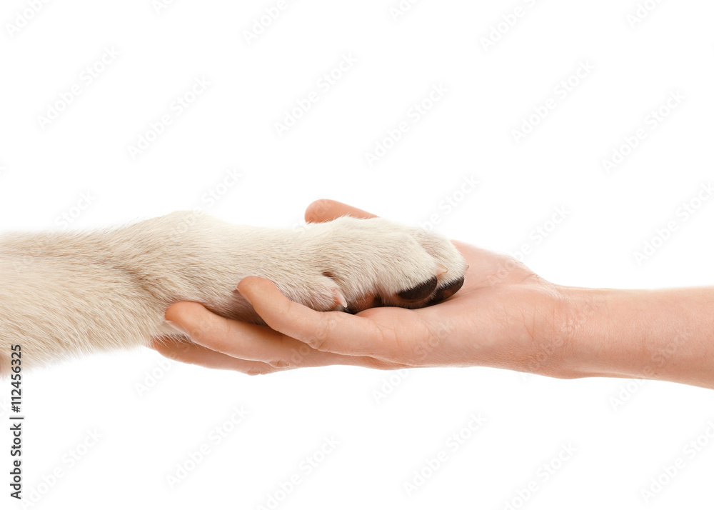 Female hand holding puppy's paw isolated on white