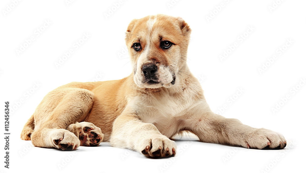 Central Asian Shepherd puppy isolated on white