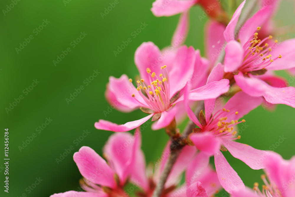 Blooming tree in spring with pink flowers Blooming tree in spring with pink flowers