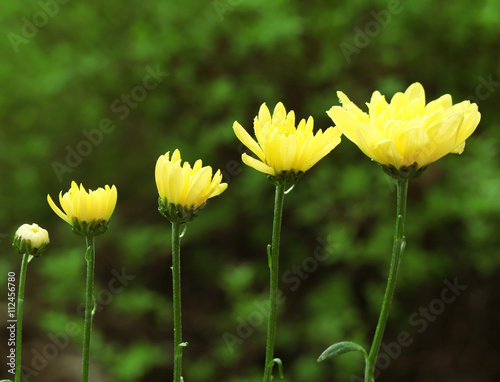 Yellow blooming flowers on green leaves background