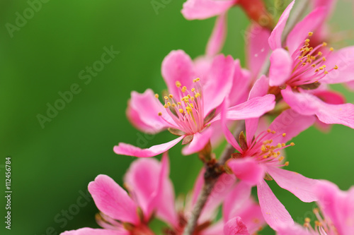 Blooming tree in spring with pink flowers © Africa Studio