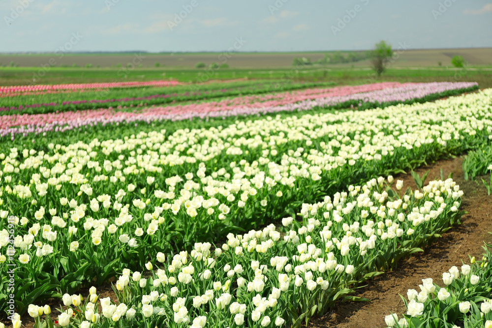 Beautiful colorful tulip fields