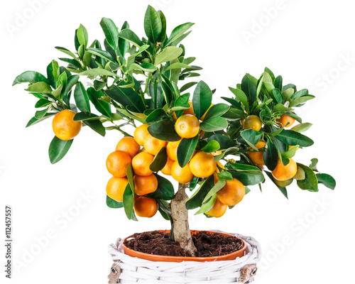 mandarine tree isolated on white
