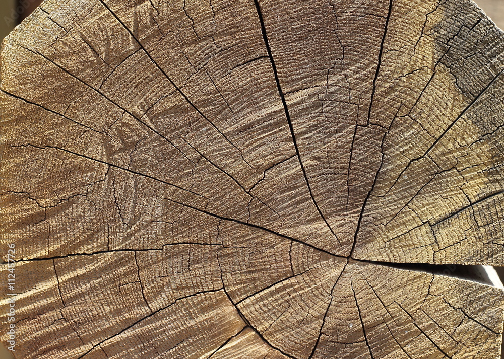 Fototapeta premium radial cut wood