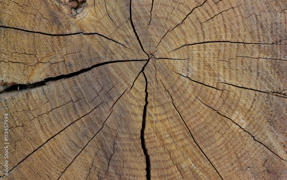 Fototapeta premium Radial cut of an old tree. Background and blank for the designer