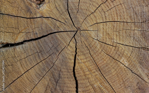 Radial cut of an old tree. Background and blank for the designer
