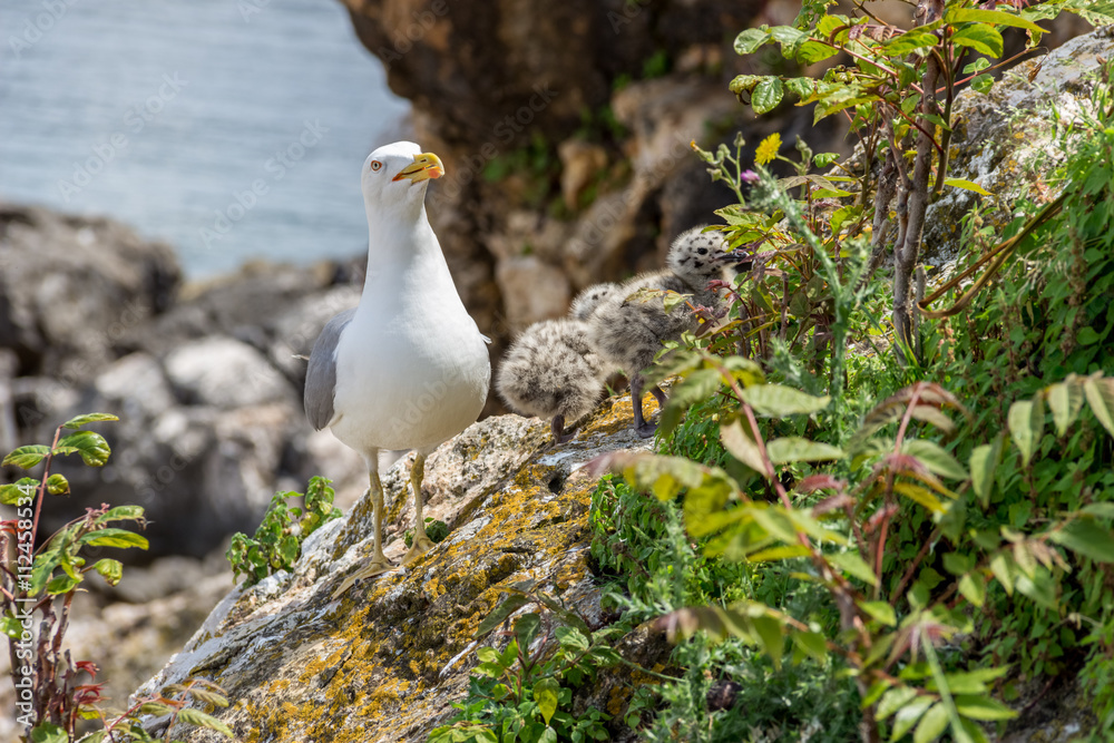 Obraz premium Чайки откладывающие яйца на территории заброшенного форта Мамула, Черногория