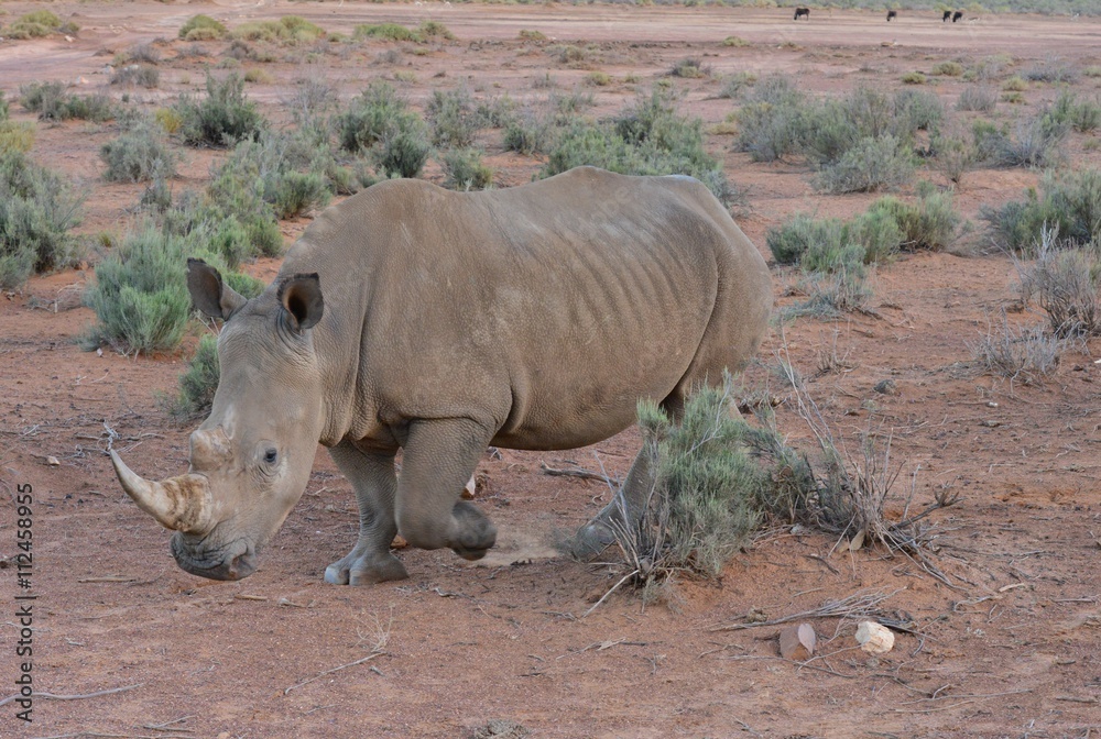Fototapeta premium An Angry Rhinoceros on the Plains of South Africa 