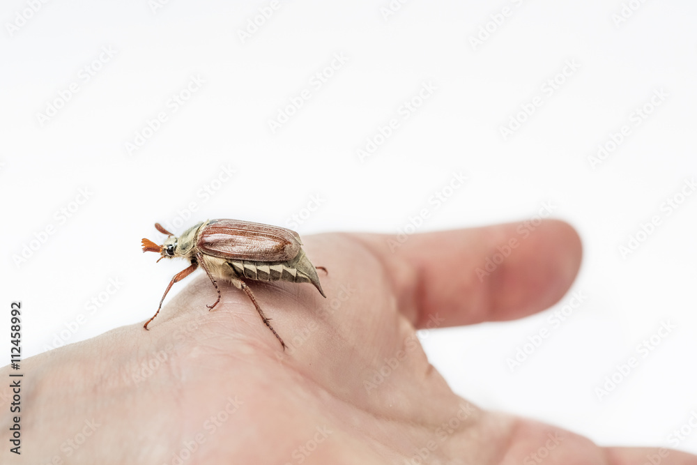 Obraz premium may-bug on a hand isolated