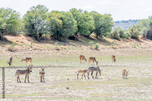 Fototapeta Naklejka Na Ścianę i Meble -  Mountain zebras with Greater Kudus grazing