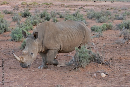 An Angry Rhinoceros on the Plains of South Africa  