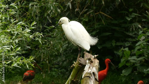 little egret (Egretta garzetta) sitting on a trunk 4K UHD