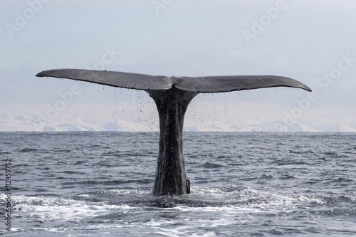 the tail of a sperm whale at the time when he dives to a depth o