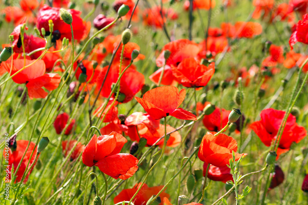 Naklejka premium Red poppy seed flowers
