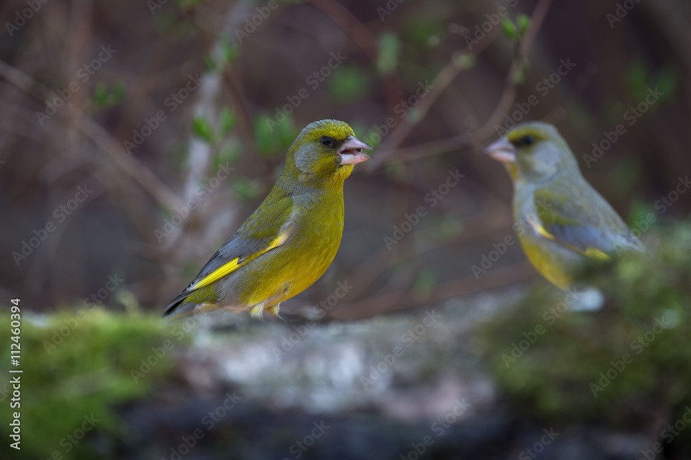 Greenfinch (Carduelis chloris) on birch trunk for natural backgr Greenfinch (Carduelis chloris) on birch trunk for natural backgr