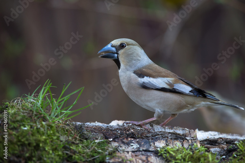 Grosbeak (Coccothraustes coccothraustes) on birch trunk for natu