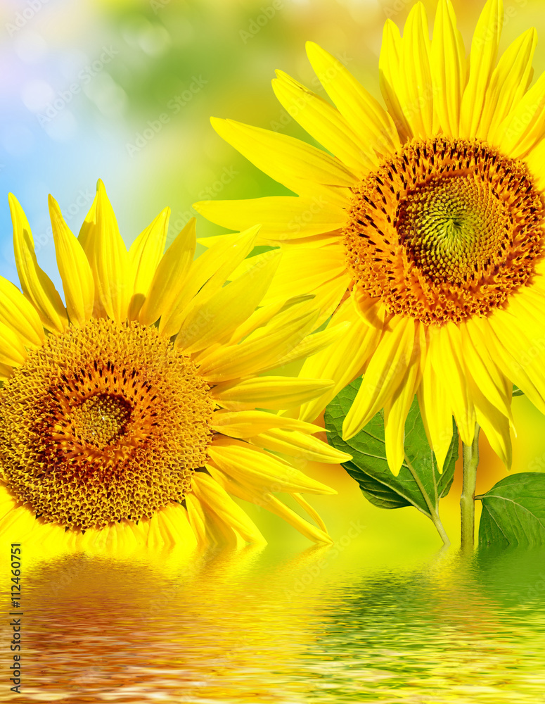 Fototapeta premium Beautiful sunflower field in summer