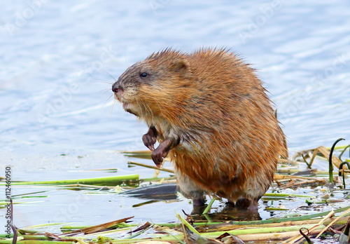 Muskrat in the spring photo