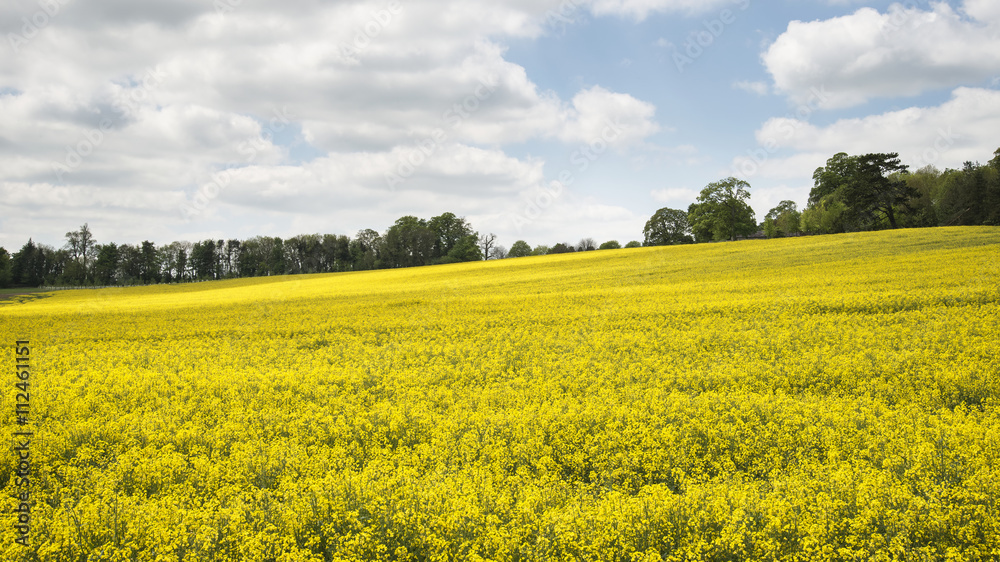 Beautiful landscape image of field of rapeseed canola in Spring