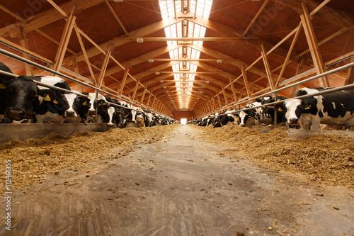 Herd of young cows in cowshed photo