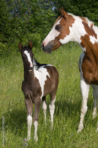 Mare wiht nice foal