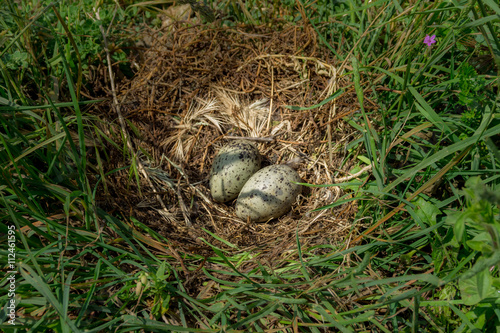 Яйца чаек на территории заброшенной крепости Мамула, Черногория