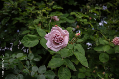 unusual color rose