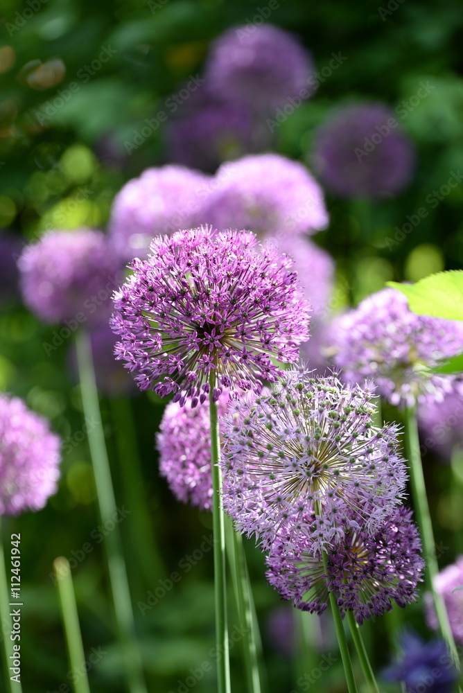 allium, Zierlauchblüten im Gegenlicht allium, Zierlauchblüten im Gegenlicht